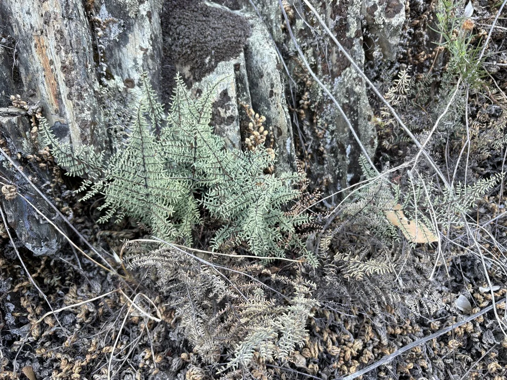 Pellaea Mucronata