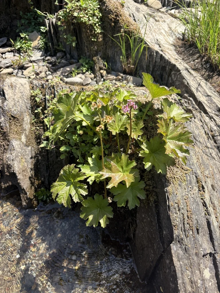 Darmera Peltata