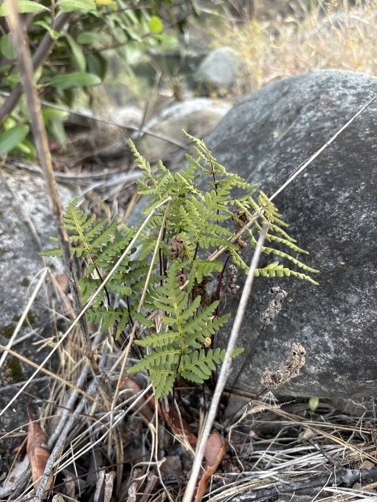 Pentagramma Triangularis