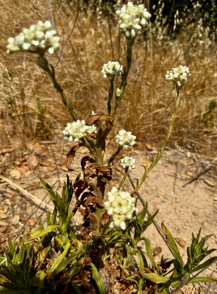 Pseudognaphalium Californicum