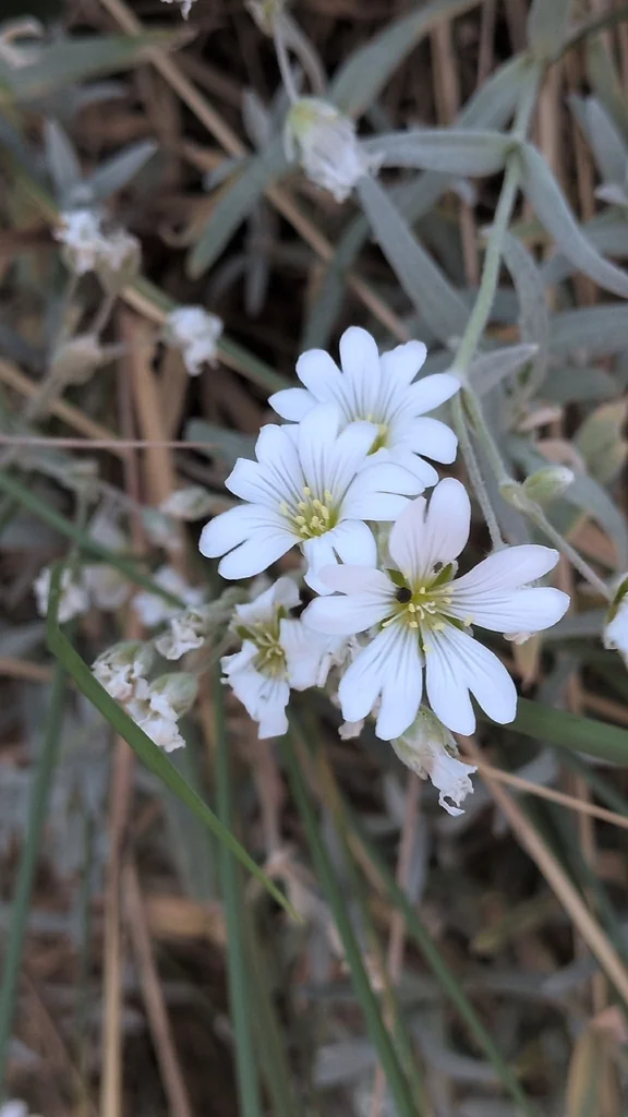 Cerastium tomentosum