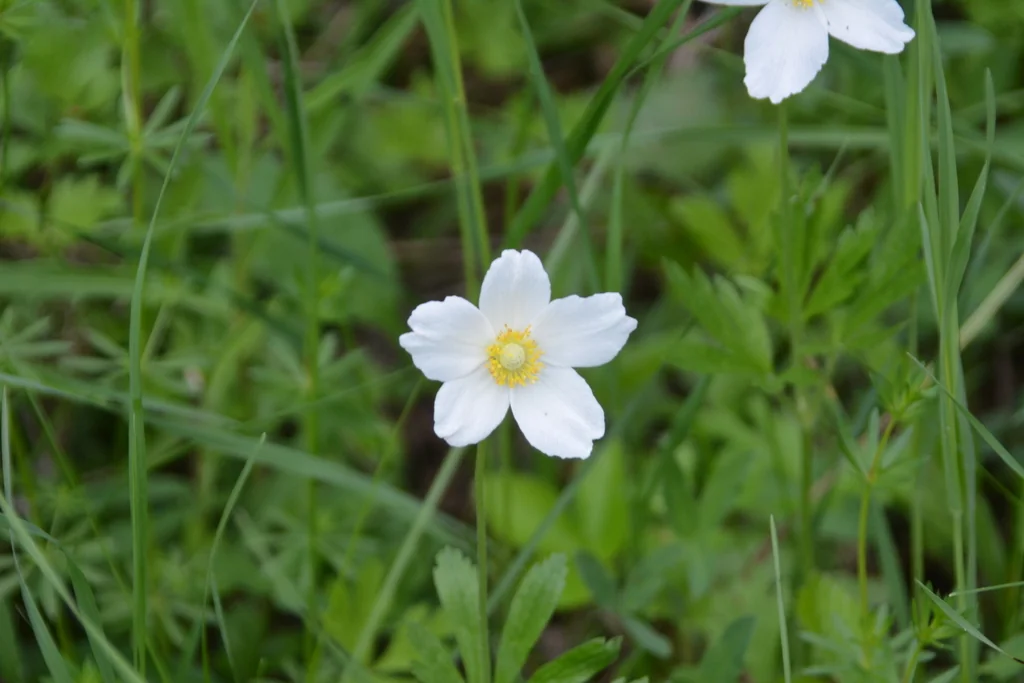 Anemone Sylvestris