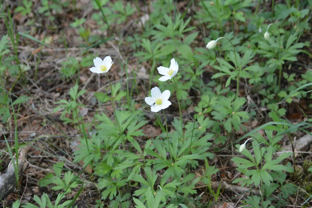 Anemone Sylvestris