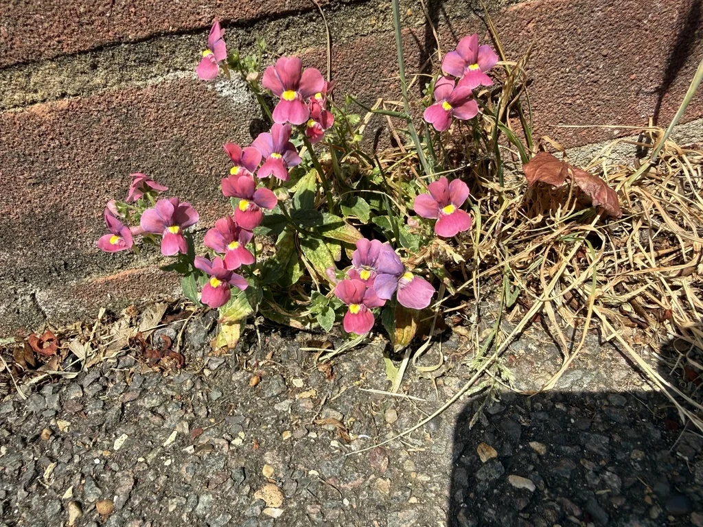 Nemesia fruticans