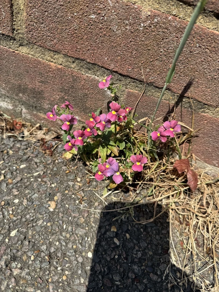 Nemesia fruticans