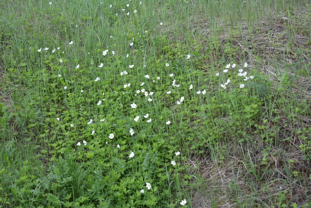 Anemone Sylvestris