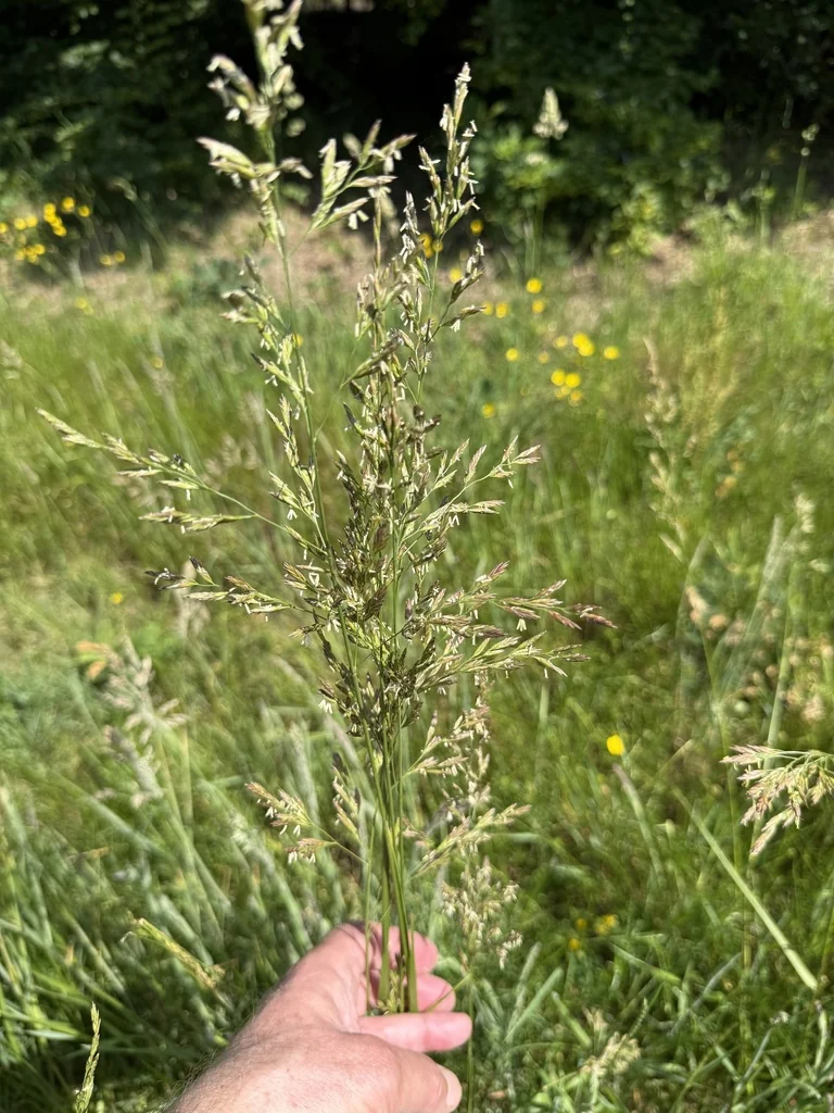 Festuca arundinacea