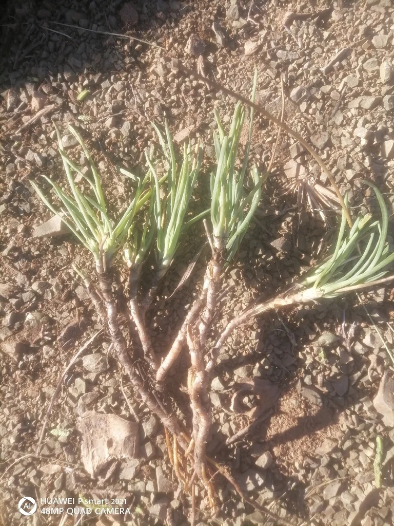 Bulbine Frutescens