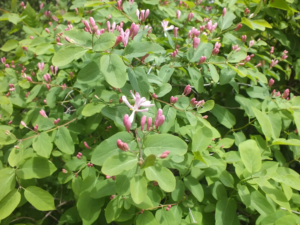 Lonicera Tatarica