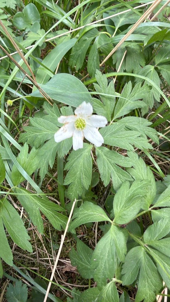 Anemone Nemorosa