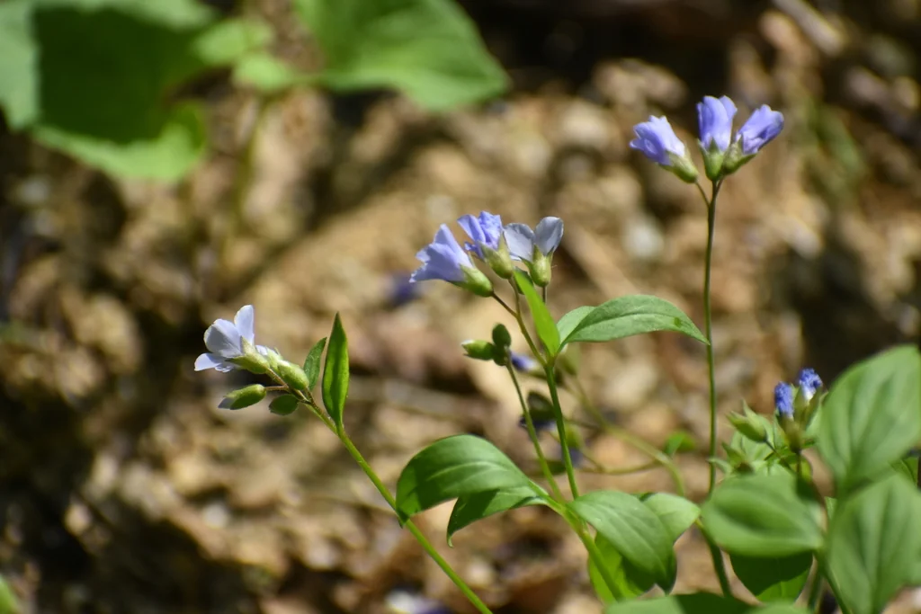 Polemonium Reptans
