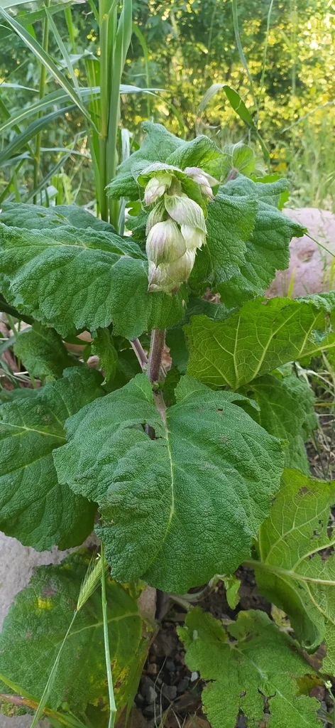 Salvia Sclarea