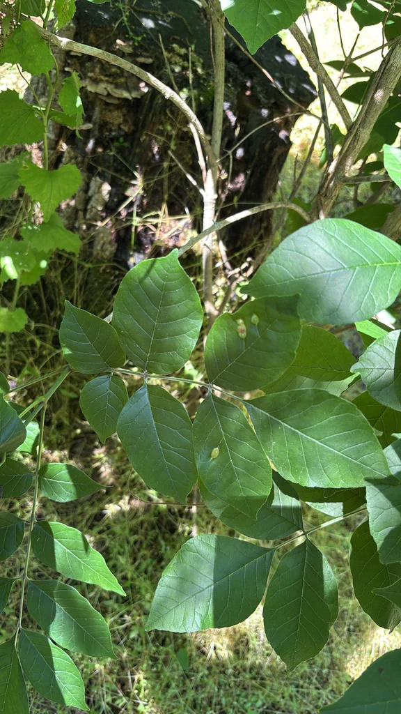 Fraxinus Americana