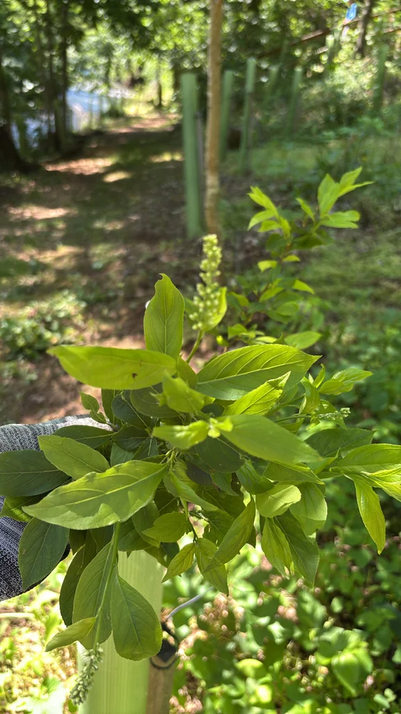 Itea virginica