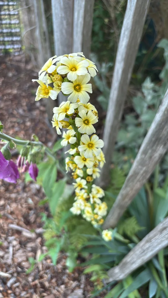 Sisyrinchium Striatum