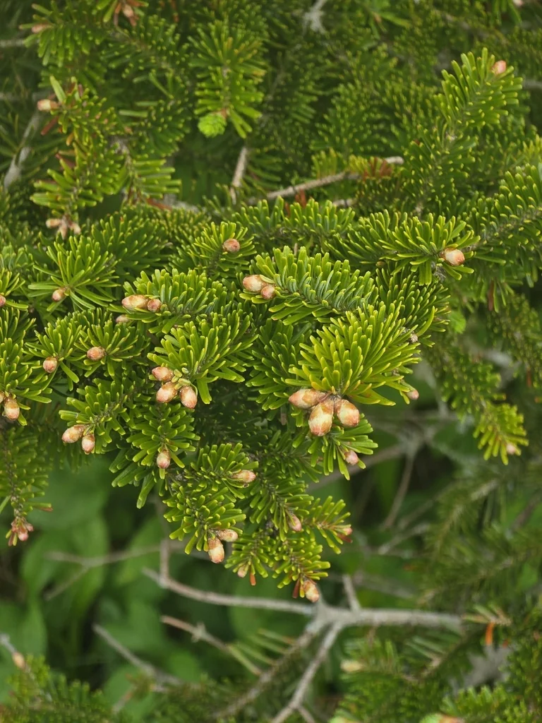 Abies Fraseri