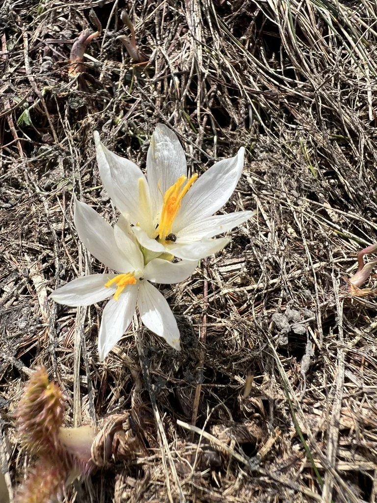 Crocus Vernus