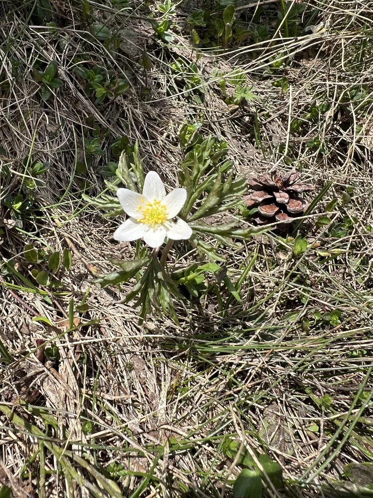 Anemone Nemorosa