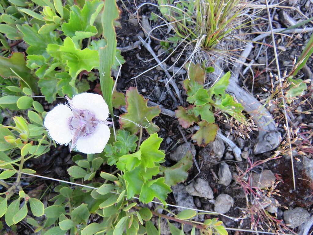Calochortus Tolmiei