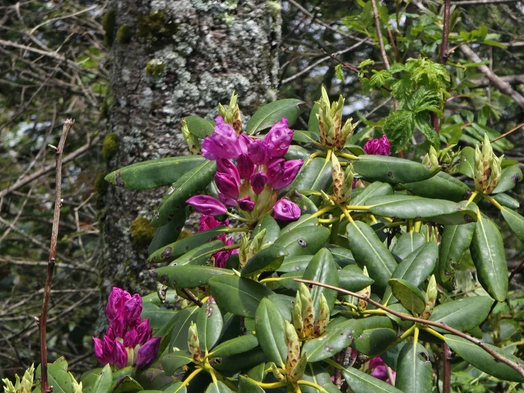 Rhododendron Catawbiense