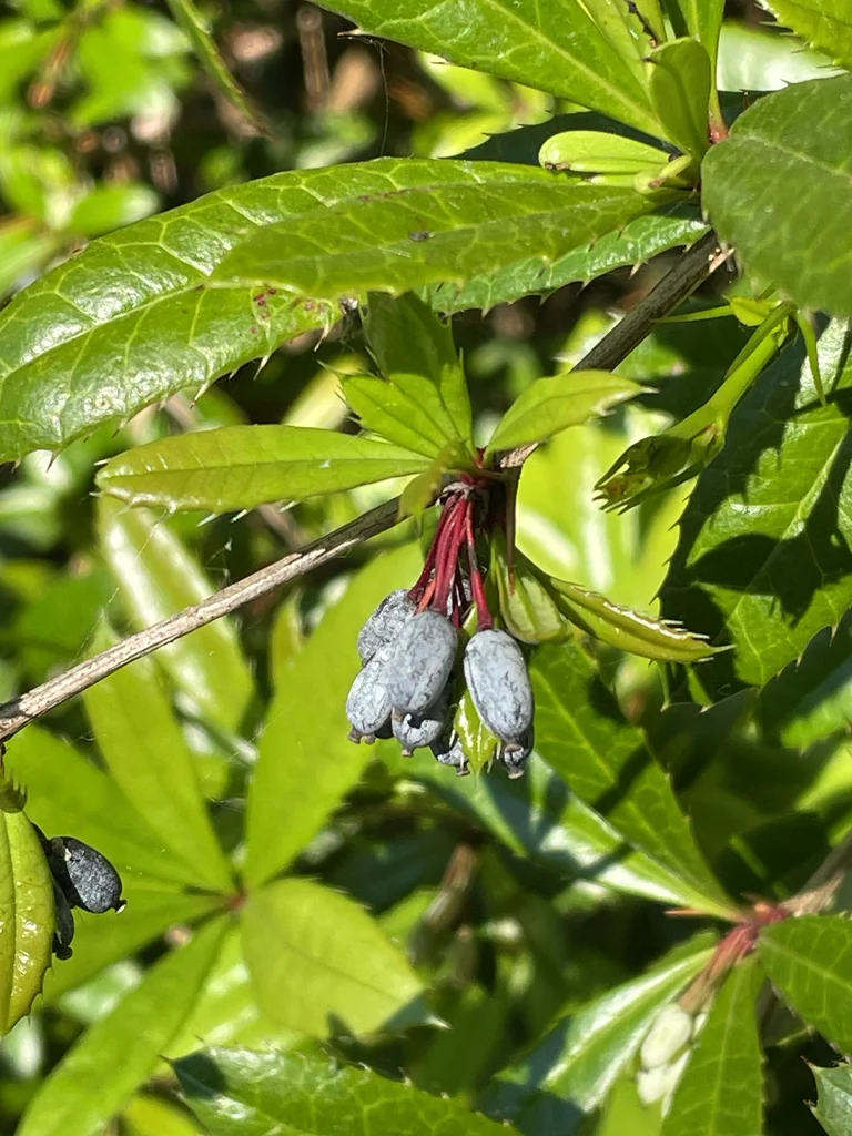 Berberis Julianae