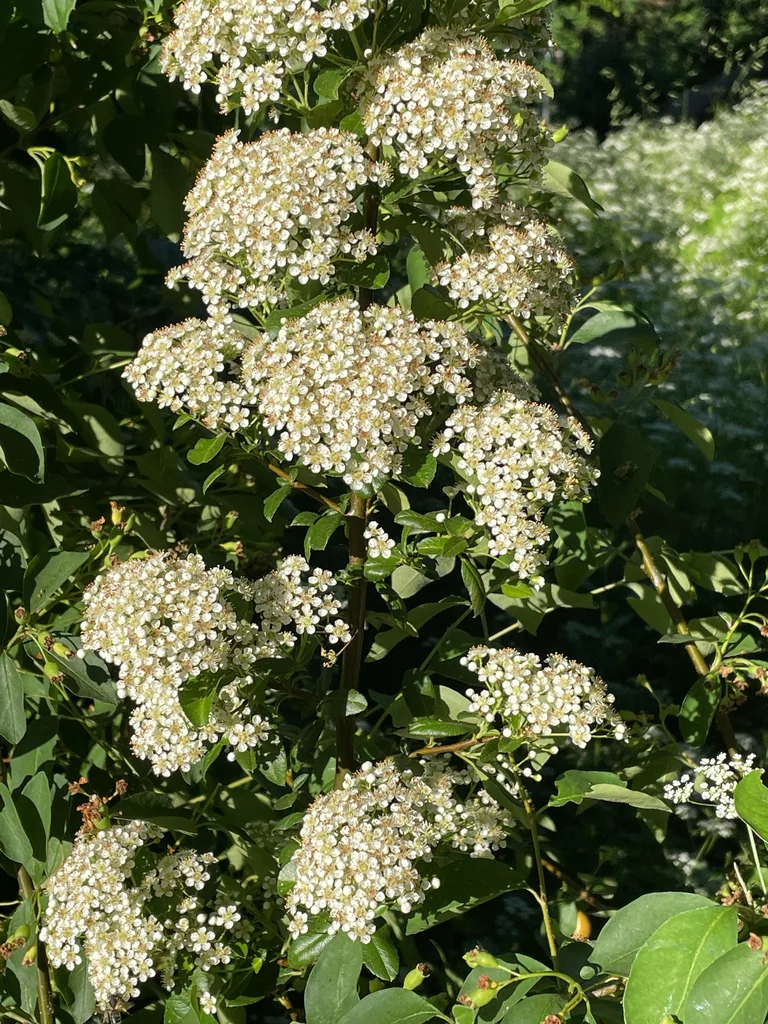 Pyracantha Coccinea