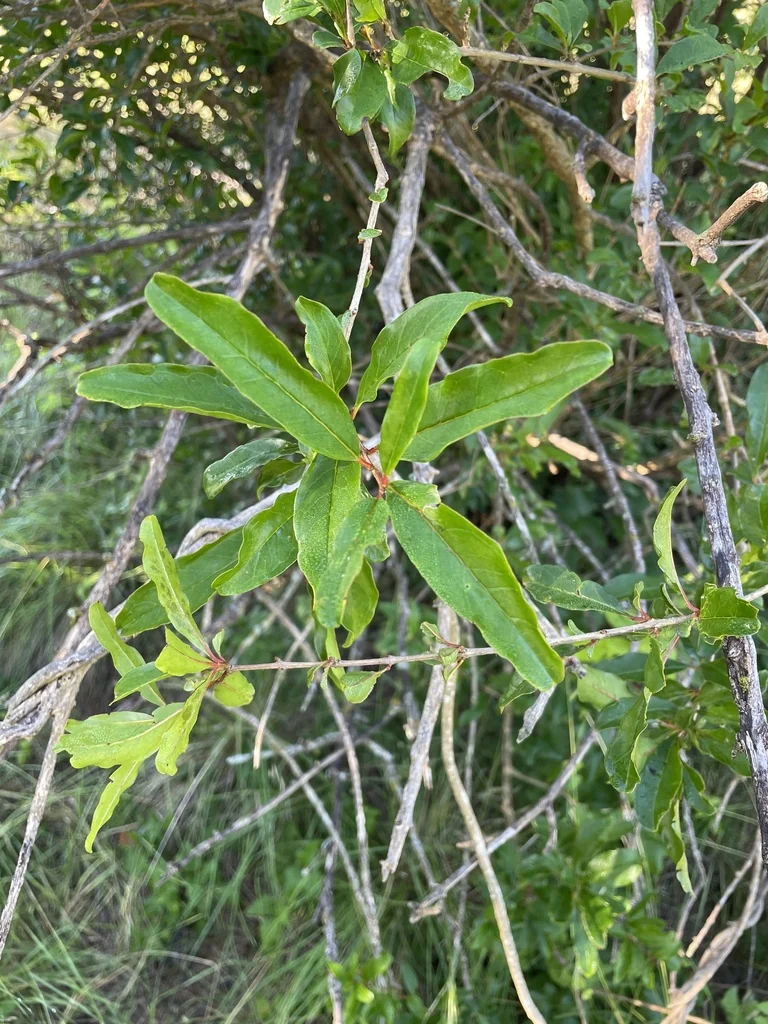 Punica granatum