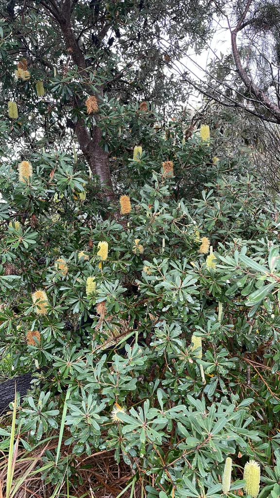 Banksia Integrifolia