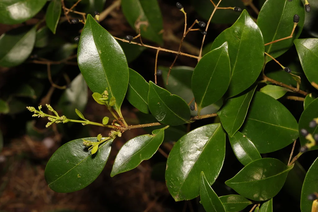 Ligustrum Japonicum