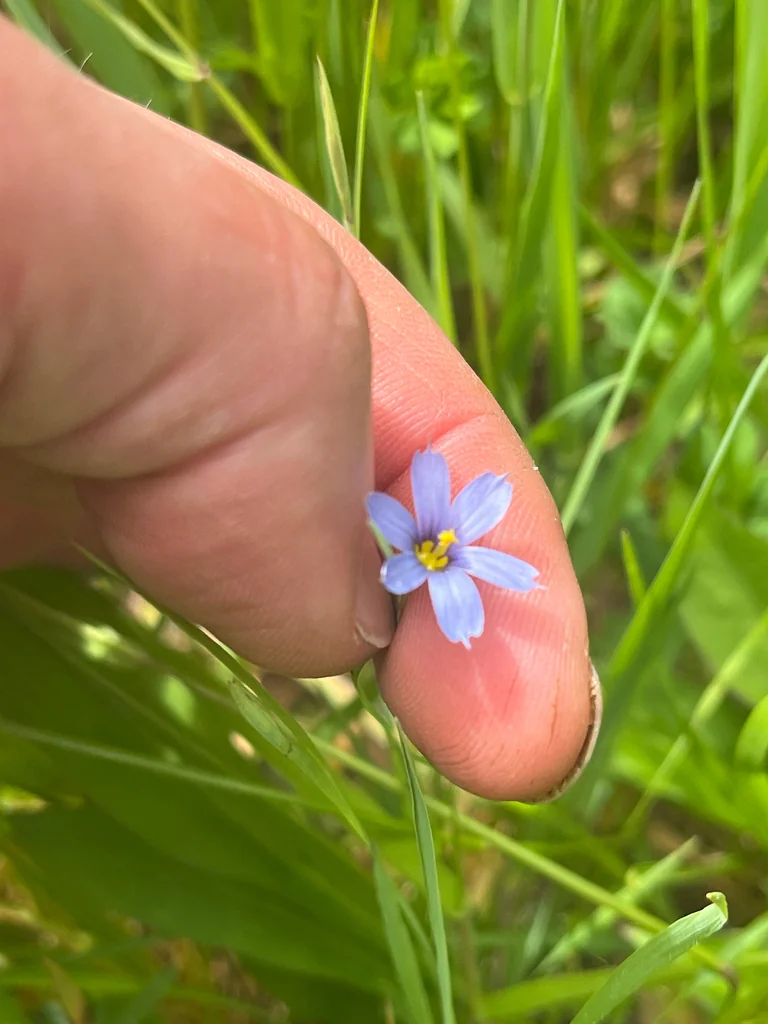 Sisyrinchium Angustifolium