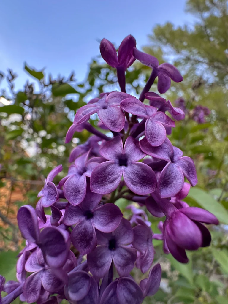 Syringa Vulgaris