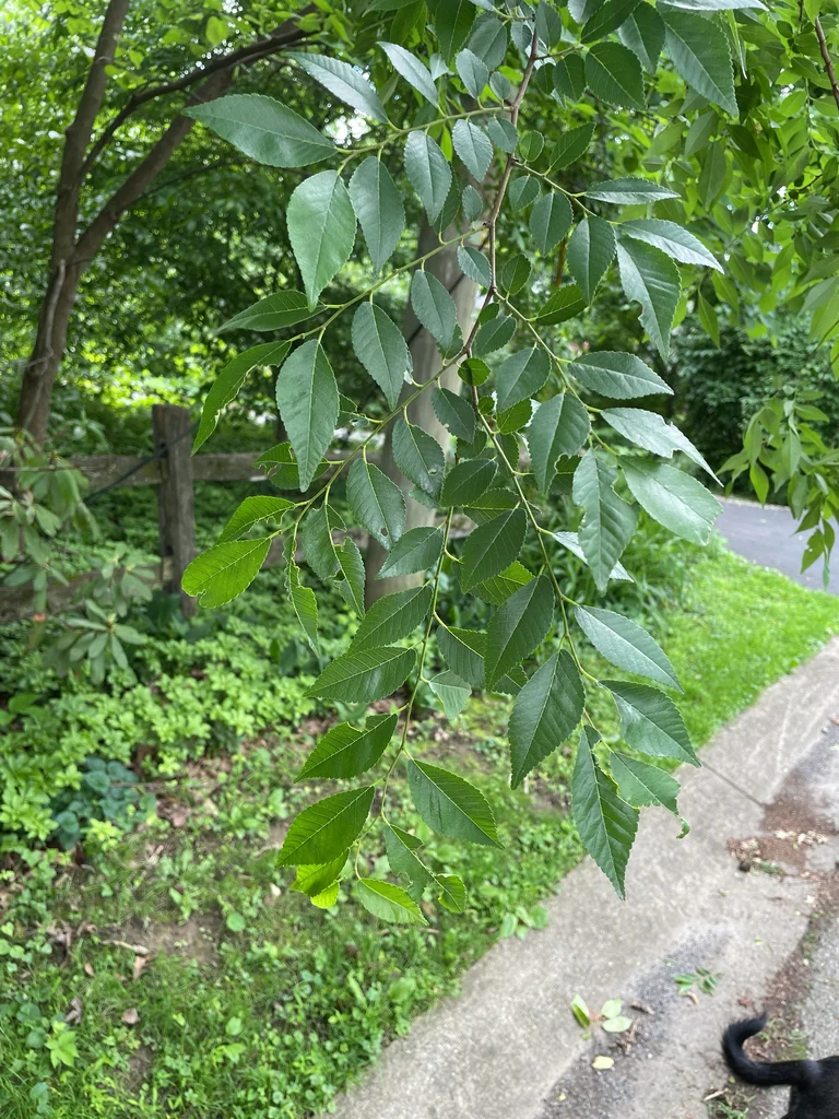 Ulmus Parvifolia
