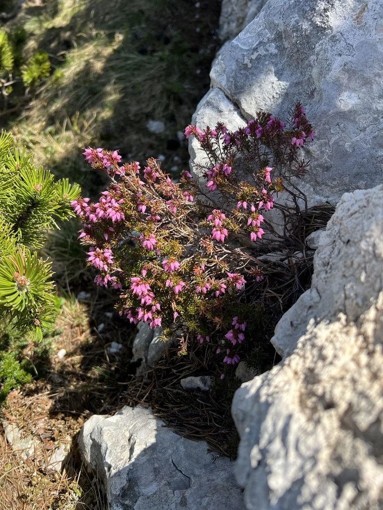 Erica Carnea