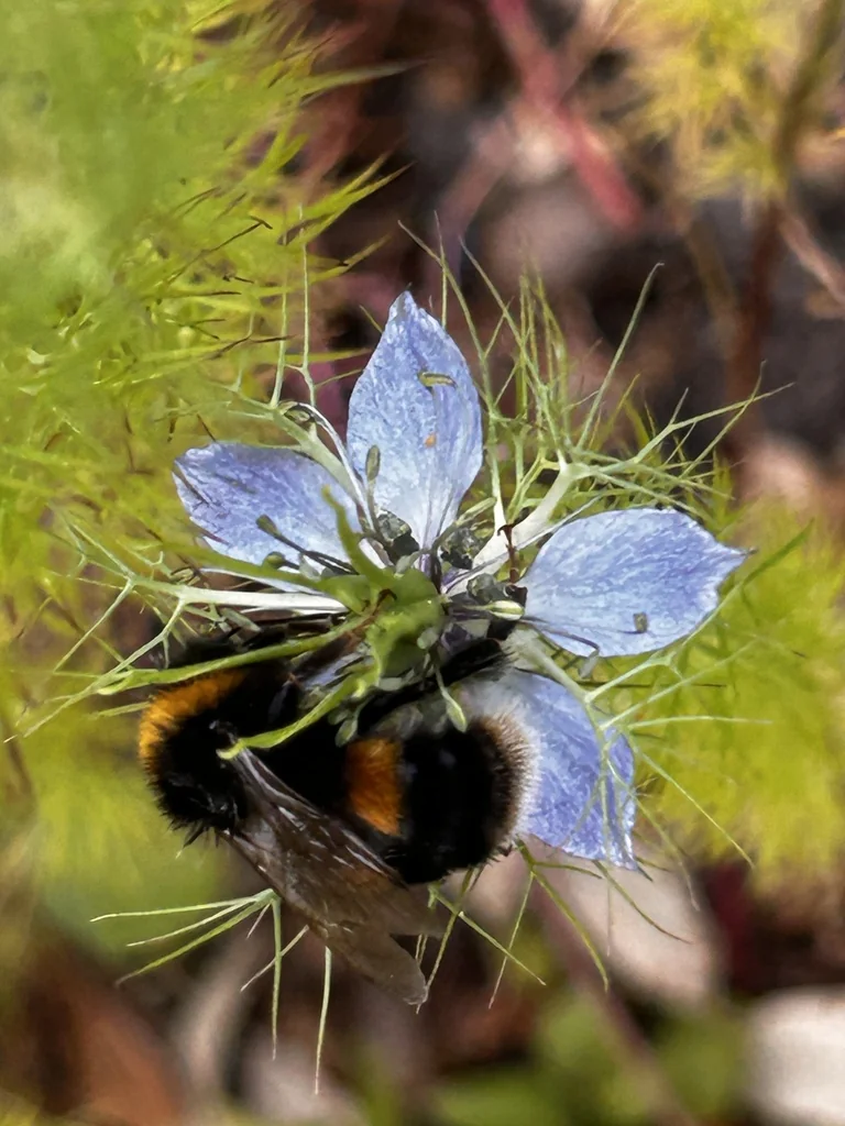 Nigella Damascena