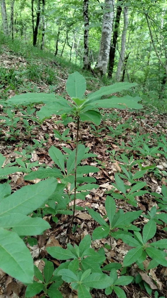 Rhododendron Luteum