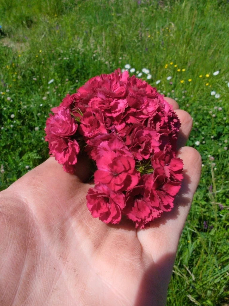 Dianthus Barbatus
