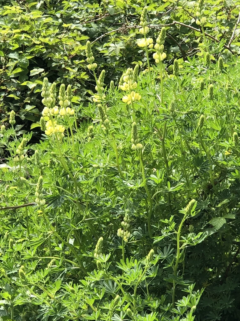 Lupinus Arboreus