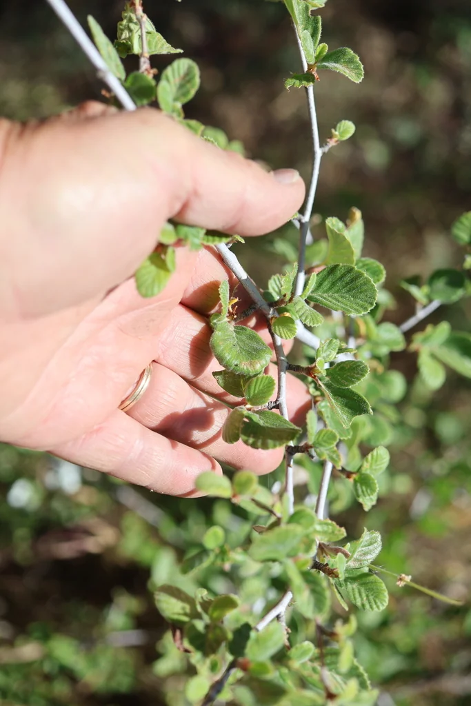 Cercocarpus Betuloides