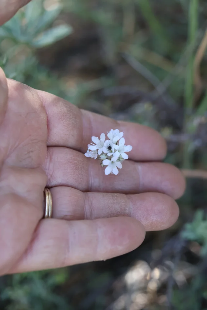 Gilia Capitata