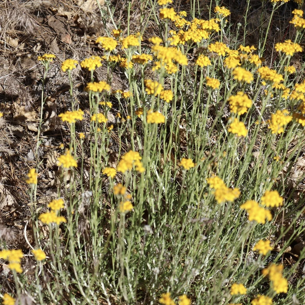 Eriophyllum Confertiflorum