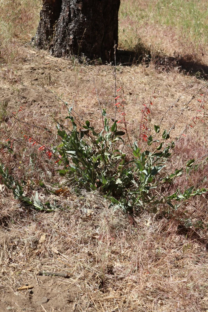 Penstemon Centranthifolius
