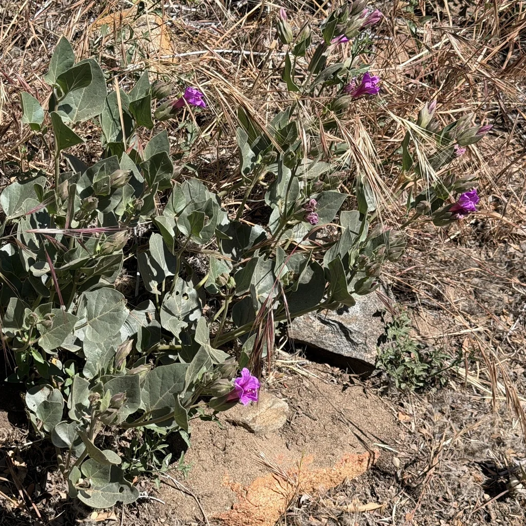 Mirabilis Multiflora