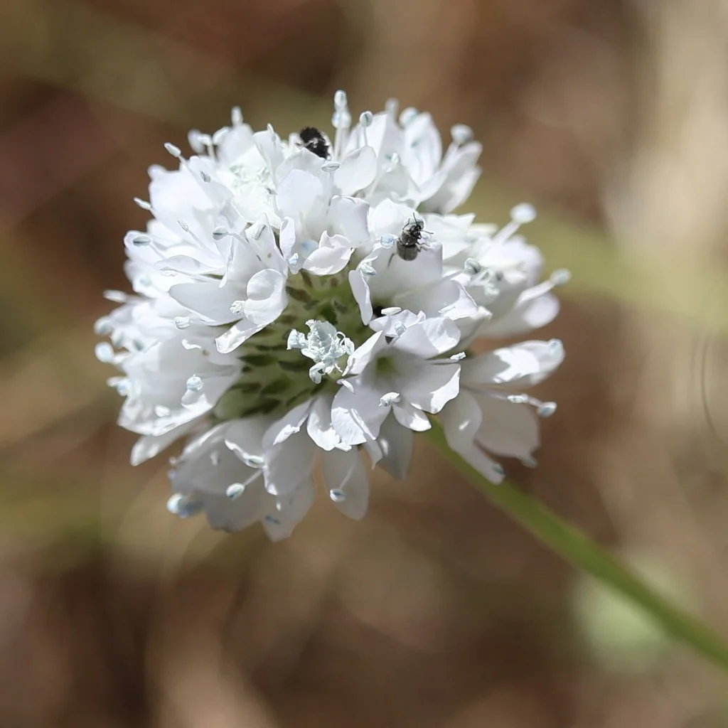 Gilia Capitata