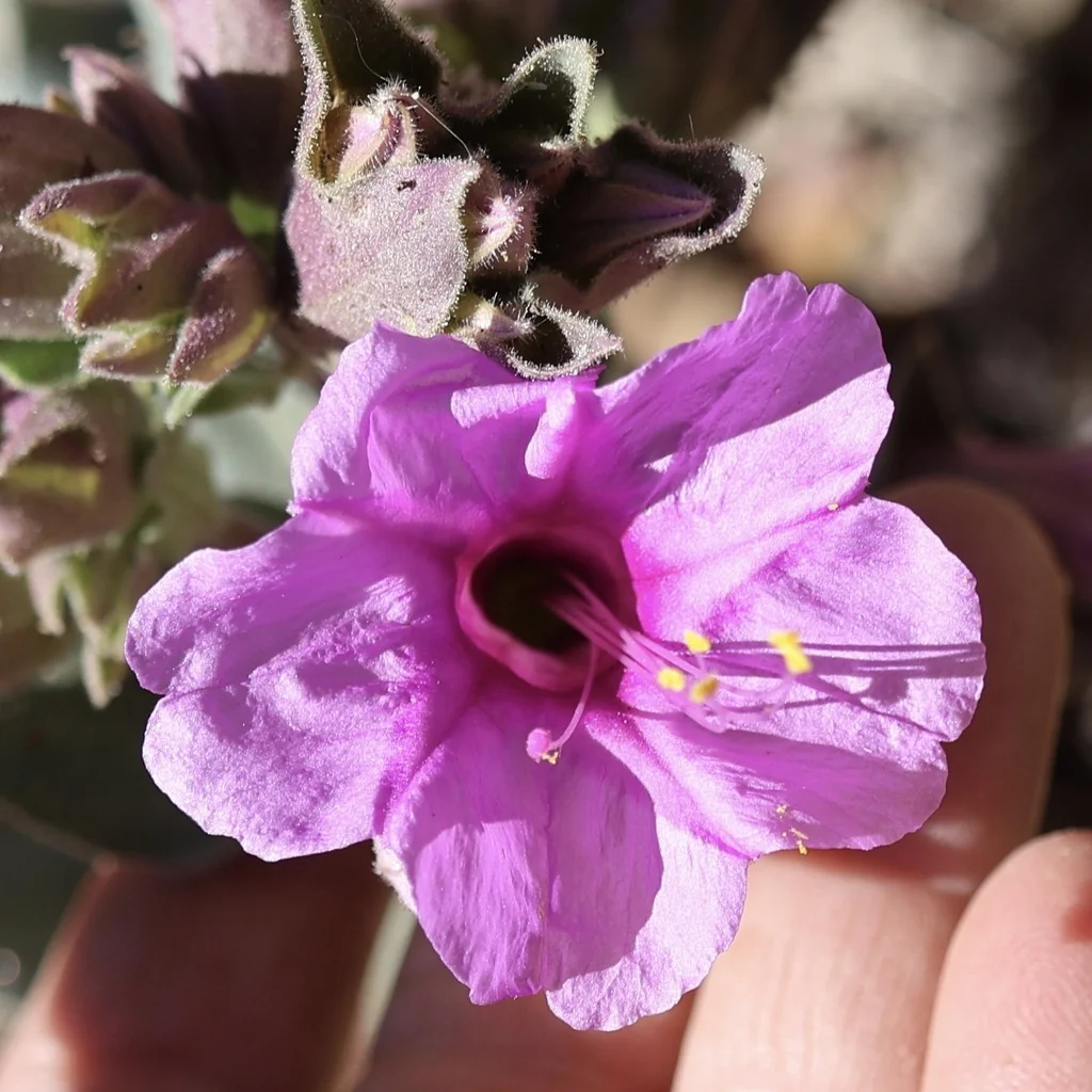 Mirabilis Multiflora