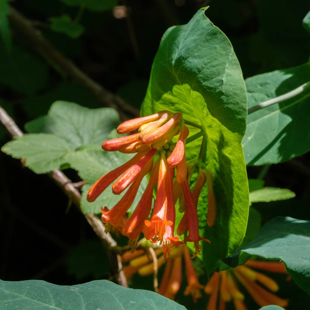 Lonicera Ciliosa