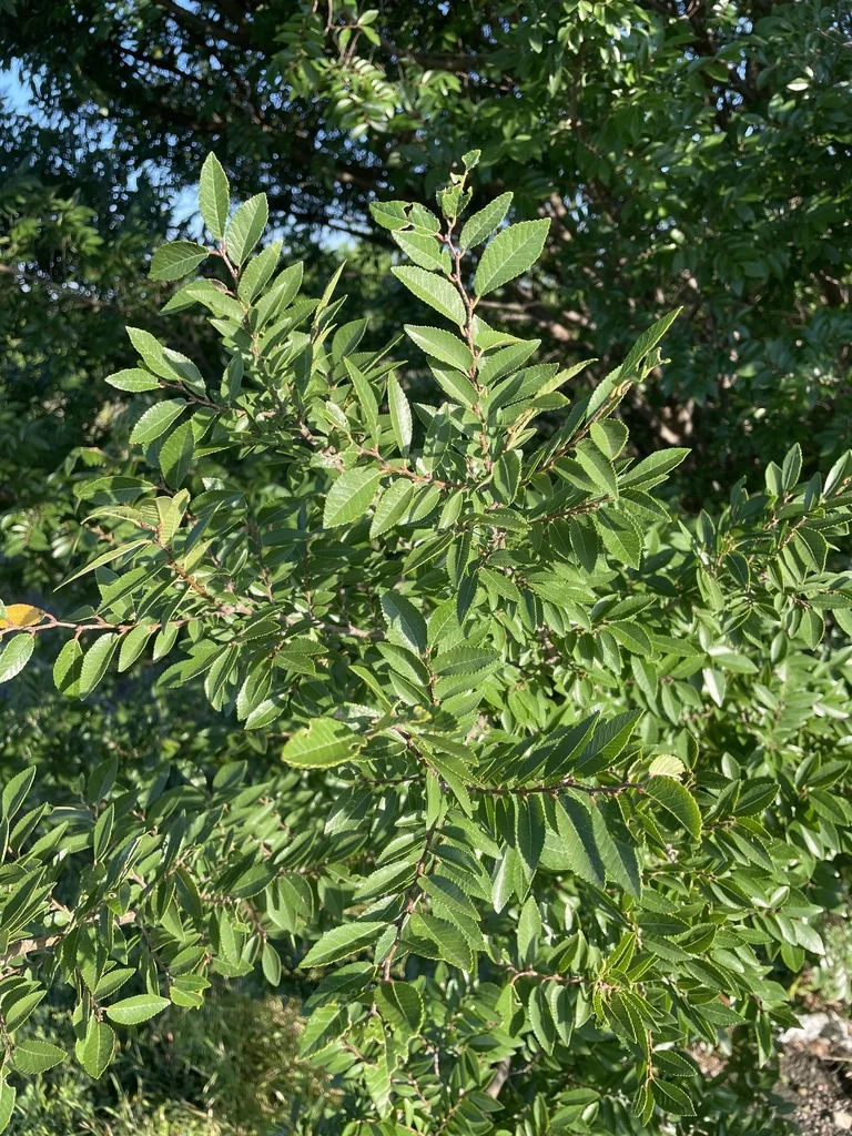 Ulmus Parvifolia