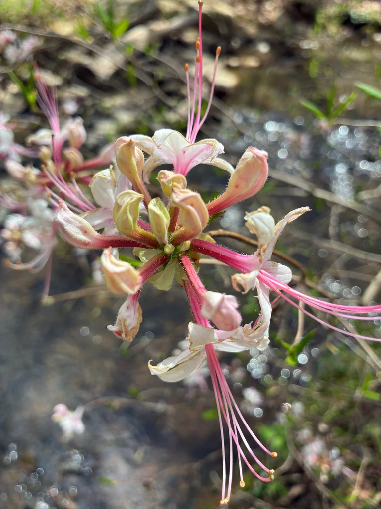 Rhododendron Periclymenoides