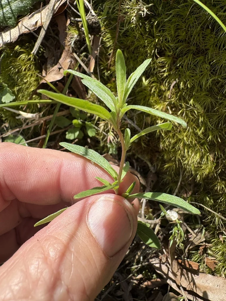 Oenothera Fruticosa