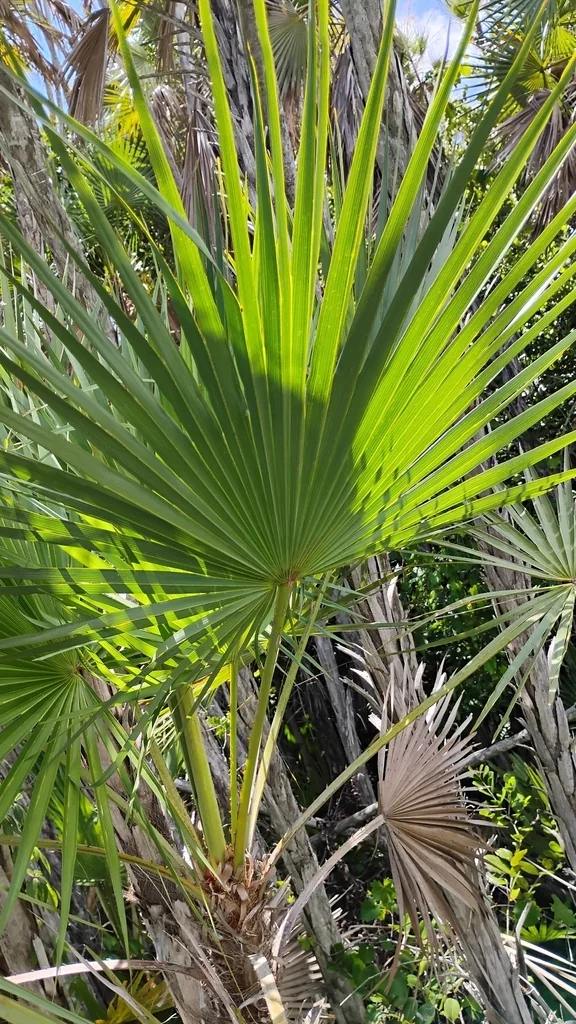 Acoelorrhaphe wrightii