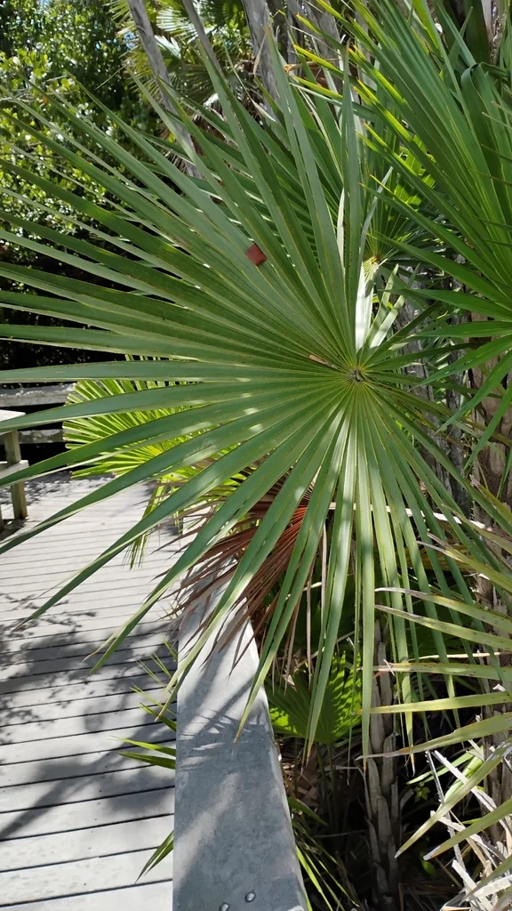 Acoelorrhaphe wrightii